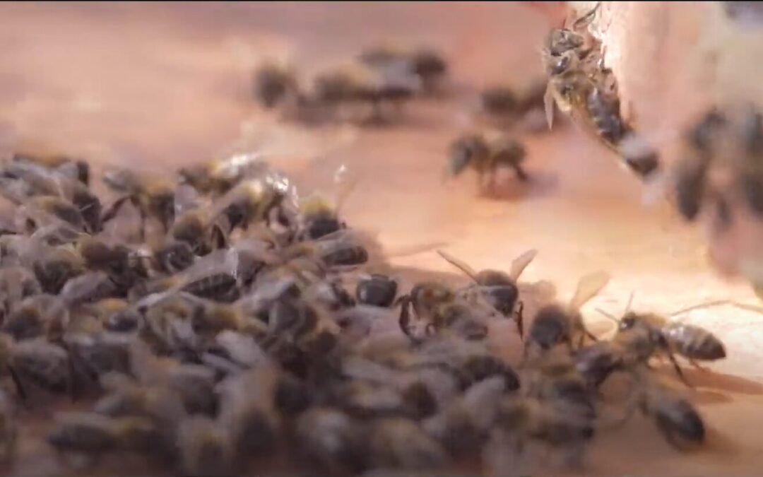 BEE TIME Arte para el cambio