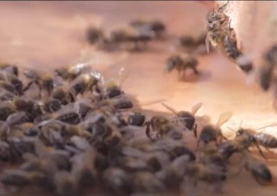 BEE TIME Arte para el cambio